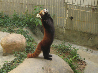 Lesser_panda_standing.jpg