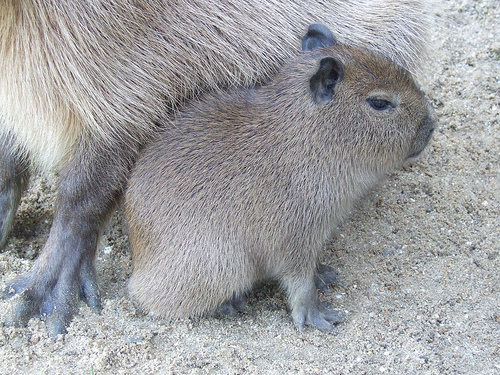 カピバラ 動物園に行くのが楽しくなる知識 全国おすすめ動物園局