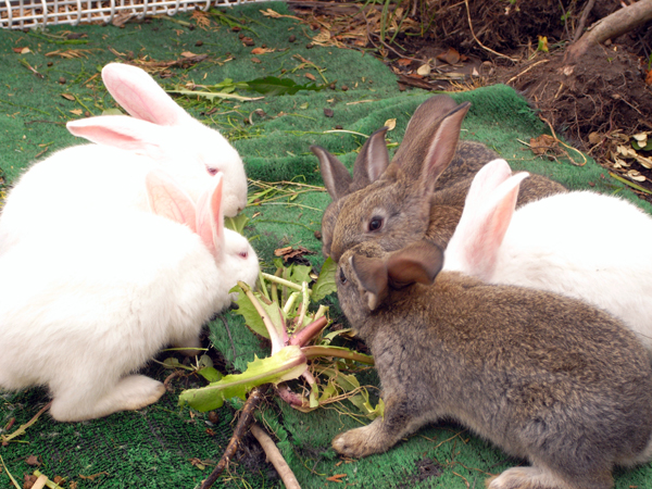 千葉県 市川市動植物園 全国おすすめ動物園局